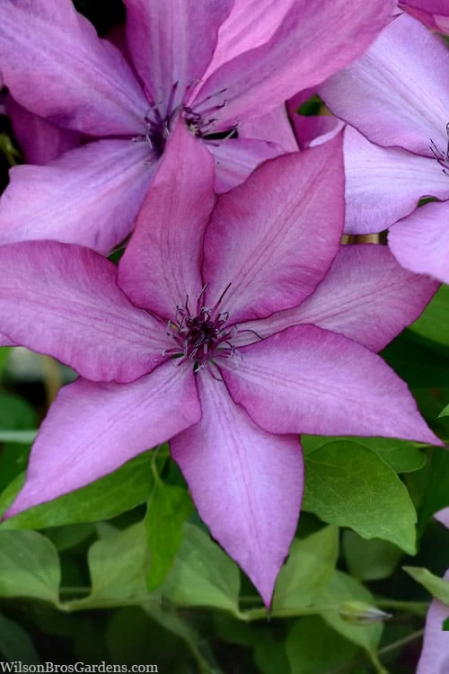 Giselle Clematis - 1 Gallon Pot 3 Giselle Clematis - 1 Gallon Pot