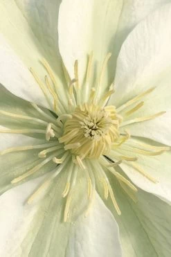 Guernsey Cream Clematis - 1 Gallon Pot -SHRUBS and BUSHES Store clematis guernsey cream 1