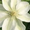Guernsey Cream Clematis - 1 Gallon Pot -SHRUBS and BUSHES Store clematis guernsey cream 2