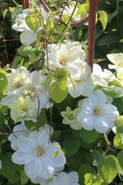 Guernsey Cream Clematis - 1 Gallon Pot -SHRUBS and BUSHES Store clematis guernsey cream 3