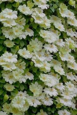 Guernsey Cream Clematis - 1 Gallon Pot -SHRUBS and BUSHES Store clematis guernsey cream 5