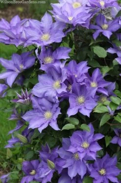 H. F. Young Clematis - 1 Gallon Pot 11 H. F. Young Clematis - 1 Gallon Pot -SHRUBS and BUSHES Store clematis h f young 13 1