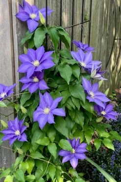 H. F. Young Clematis - 1 Gallon Pot 12 H. F. Young Clematis - 1 Gallon Pot -SHRUBS and BUSHES Store clematis h f young 5 1