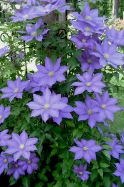 H. F. Young Clematis - 1 Gallon Pot 13 H. F. Young Clematis - 1 Gallon Pot -SHRUBS and BUSHES Store clematis h f young 9 1