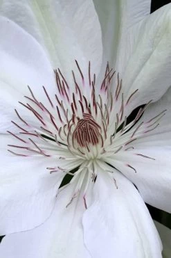 Henryi Clematis - 1 Gallon Pot 15 Henryi Clematis - 1 Gallon Pot -SHRUBS and BUSHES Store clematis henryi 1