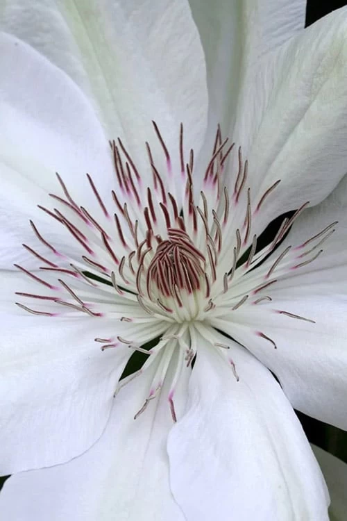 Henryi Clematis - 1 Gallon Pot 7 Henryi Clematis - 1 Gallon Pot - Image 5