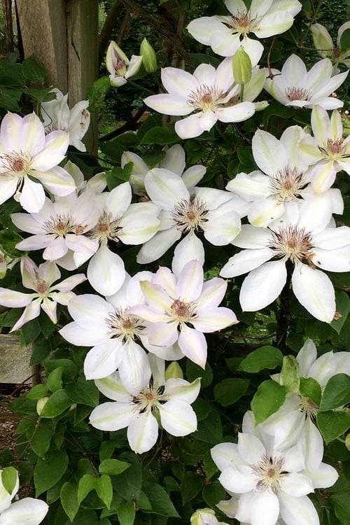 Henryi Clematis - 1 Gallon Pot 8 Henryi Clematis - 1 Gallon Pot - Image 6