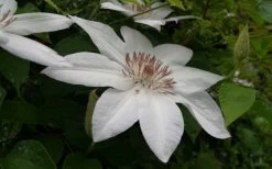 Henryi Clematis - 1 Gallon Pot 17 Henryi Clematis - 1 Gallon Pot -SHRUBS and BUSHES Store clematis henryi 3