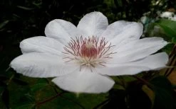 Henryi Clematis - 1 Gallon Pot 18 Henryi Clematis - 1 Gallon Pot -SHRUBS and BUSHES Store clematis henryi 4
