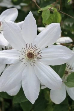 Henryi Clematis - 1 Gallon Pot
