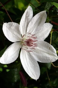 Henryi Clematis - 1 Gallon Pot 19 Henryi Clematis - 1 Gallon Pot -SHRUBS and BUSHES Store clematis henryi 6