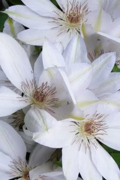 Henryi Clematis - 1 Gallon Pot 14 Henryi Clematis - 1 Gallon Pot -SHRUBS and BUSHES Store clematis henryi 7