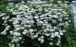 Huldine Clematis - 1 Gallon Pot -SHRUBS and BUSHES Store clematis huldine 11