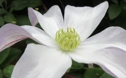 Huldine Clematis - 1 Gallon Pot -SHRUBS and BUSHES Store clematis huldine 3