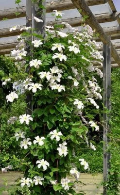 Huldine Clematis - 1 Gallon Pot -SHRUBS and BUSHES Store clematis huldine 7jpg