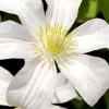 Huldine Clematis - 1 Gallon Pot 1 Huldine Clematis - 1 Gallon Pot -SHRUBS and BUSHES Store clematis huldine 8