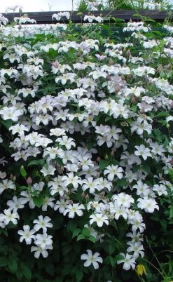 Huldine Clematis - 1 Gallon Pot -SHRUBS and BUSHES Store clematis huldine 9