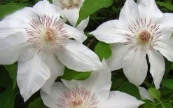 Hyde Hall Clematis - 1 Gallon Pot 14 Hyde Hall Clematis - 1 Gallon Pot -SHRUBS and BUSHES Store clematis hyde hall 1