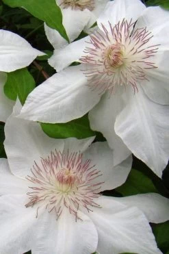 Hyde Hall Clematis - 1 Gallon Pot 13 Hyde Hall Clematis - 1 Gallon Pot -SHRUBS and BUSHES Store clematis hyde hall 5