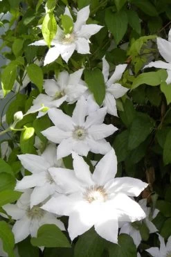 Hyde Hall Clematis - 1 Gallon Pot 15 Hyde Hall Clematis - 1 Gallon Pot -SHRUBS and BUSHES Store clematis hyde hall 6