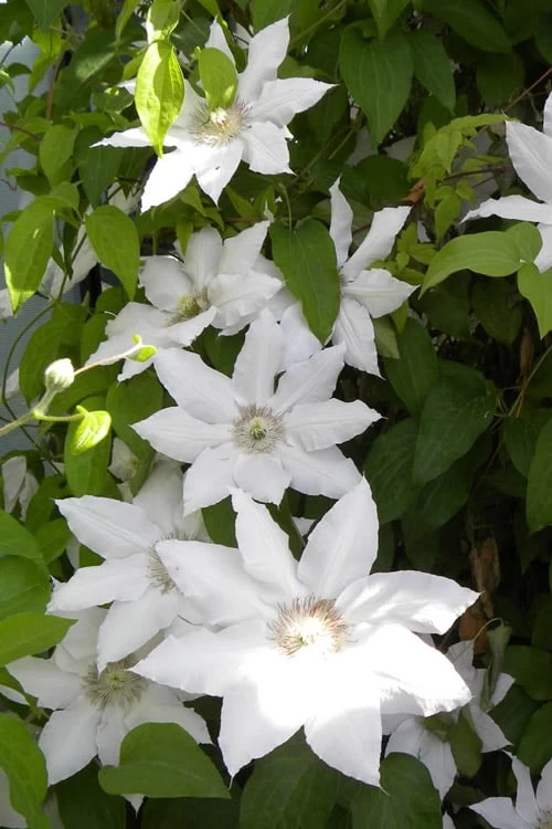 Hyde Hall Clematis - 1 Gallon Pot 9 Hyde Hall Clematis - 1 Gallon Pot - Image 7