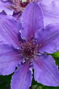 Ines Clematis - 1 Gallon Pot -SHRUBS and BUSHES Store clematis ines 1