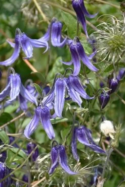 Clematis Integrifolia (Solitary Bush Clematis) - 1 Gallon Pot 12 Clematis Integrifolia (Solitary Bush Clematis) - 1 Gallon Pot -SHRUBS and BUSHES Store clematis integrifolia soiltary bush clematis 4