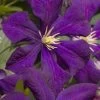 Jakmanii Purple Clematis - 1 Gallon Pot 1 Jakmanii Purple Clematis - 1 Gallon Pot -SHRUBS and BUSHES Store clematis jackmanii 7