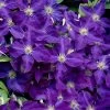 Jackmanii Superba Clematis - 1 Gallon Pot 2 Jackmanii Superba Clematis - 1 Gallon Pot -SHRUBS and BUSHES Store clematis jackmanii superba 1