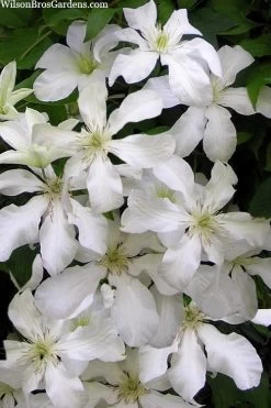 John Huxtable Clematis - 1 Gallon Pot 10 John Huxtable Clematis - 1 Gallon Pot -SHRUBS and BUSHES Store clematis john huxtable 3