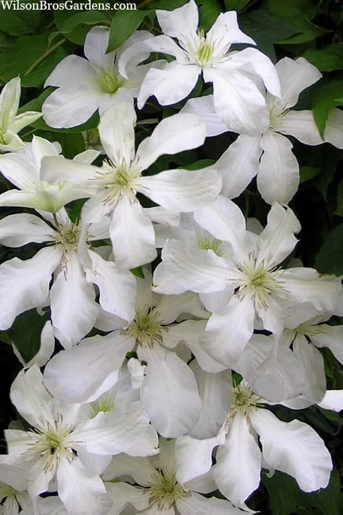 John Huxtable Clematis - 1 Gallon Pot 6 John Huxtable Clematis - 1 Gallon Pot - Image 4