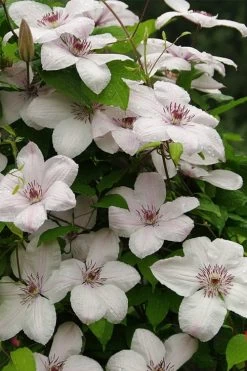 John Paul II Clematis - 1 Gallon Pot 12 John Paul II Clematis - 1 Gallon Pot -SHRUBS and BUSHES Store clematis john paul II 11
