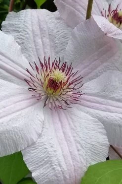 John Paul II Clematis - 1 Gallon Pot 11 John Paul II Clematis - 1 Gallon Pot -SHRUBS and BUSHES Store clematis john paul II 12