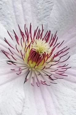 John Paul II Clematis - 1 Gallon Pot 13 John Paul II Clematis - 1 Gallon Pot -SHRUBS and BUSHES Store clematis john paul II 5