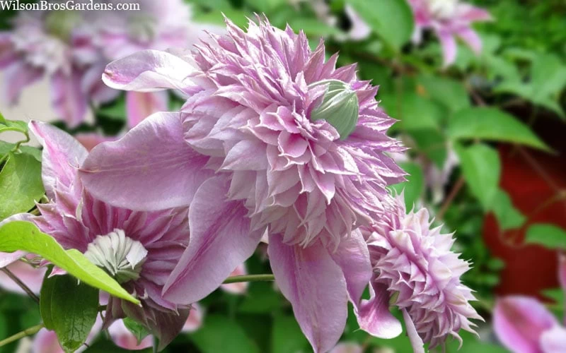 Josephine Clematis - 1 Gallon Pot 6 Josephine Clematis - 1 Gallon Pot - Image 4