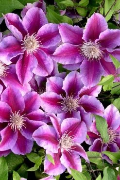 Killian Donahue Clematis - 1 Gallon Pot 15 Killian Donahue Clematis - 1 Gallon Pot -SHRUBS and BUSHES Store clematis killian donahue 2