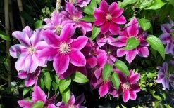Killian Donahue Clematis - 1 Gallon Pot 14 Killian Donahue Clematis - 1 Gallon Pot -SHRUBS and BUSHES Store clematis killian donahue 3