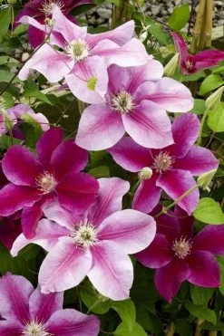 Killian Donahue Clematis - 1 Gallon Pot 12 Killian Donahue Clematis - 1 Gallon Pot -SHRUBS and BUSHES Store clematis killian donahue 4