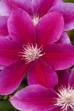 Killian Donahue Clematis - 1 Gallon Pot