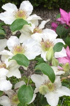 Kitty Clematis - 1 Gallon Pot 16 Kitty Clematis - 1 Gallon Pot -SHRUBS and BUSHES Store clematis kitty 3