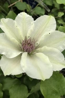 Kitty Clematis - 1 Gallon Pot 14 Kitty Clematis - 1 Gallon Pot -SHRUBS and BUSHES Store clematis kitty 4