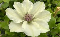Kitty Clematis - 1 Gallon Pot 18 Kitty Clematis - 1 Gallon Pot -SHRUBS and BUSHES Store clematis kitty 8
