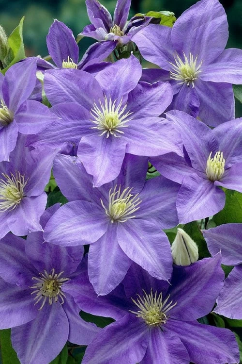 Lady Northcliffe Clematis - 1 Gallon Pot 6 Lady Northcliffe Clematis - 1 Gallon Pot - Image 4
