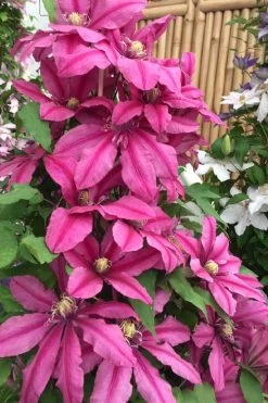 Liberation Clematis - 1 Gallon Pot -SHRUBS and BUSHES Store clematis liberation 4