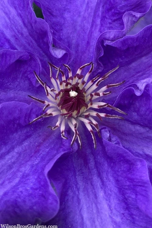 Lindsay Clematis - 1 Gallon Pot 6 Lindsay Clematis - 1 Gallon Pot - Image 4