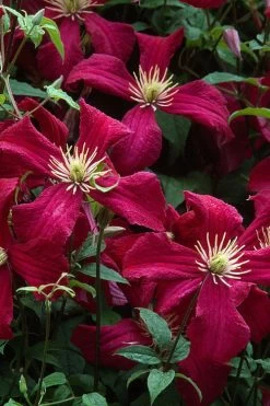 Madame Julia Correvon Clematis - 1 Gallon Pot 15 Madame Julia Correvon Clematis - 1 Gallon Pot -SHRUBS and BUSHES Store clematis madame julia correvon 7