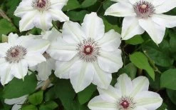 Miss Bateman Clematis - 1 Gallon Pot 15 Miss Bateman Clematis - 1 Gallon Pot -SHRUBS and BUSHES Store clematis miss bateman 2 800x500 1