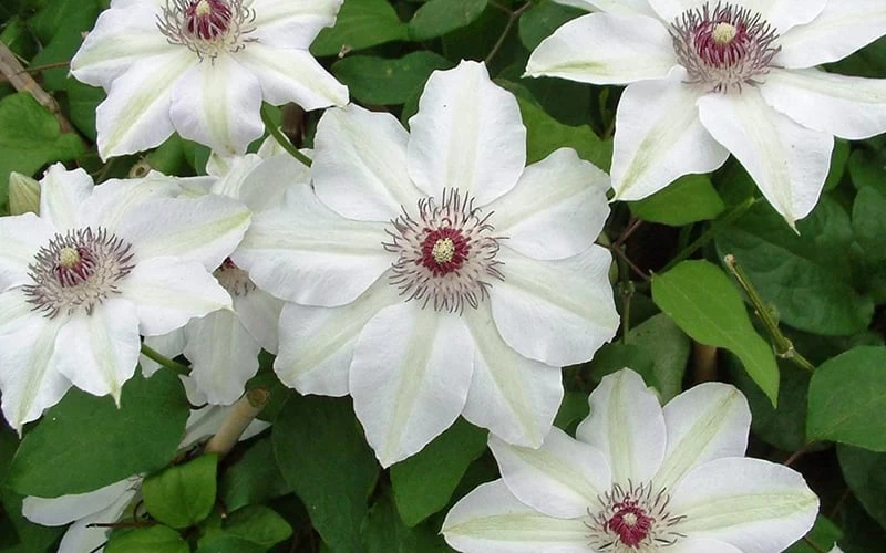 Miss Bateman Clematis - 1 Gallon Pot 8 Miss Bateman Clematis - 1 Gallon Pot - Image 6
