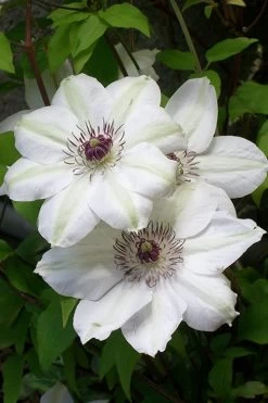 Miss Bateman Clematis - 1 Gallon Pot 14 Miss Bateman Clematis - 1 Gallon Pot -SHRUBS and BUSHES Store clematis miss20bateman 3 500x750 1
