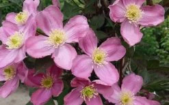 Montana Elizabeth Clematis - 1 Gallon Pot -SHRUBS and BUSHES Store clematis montana elizabeth 2